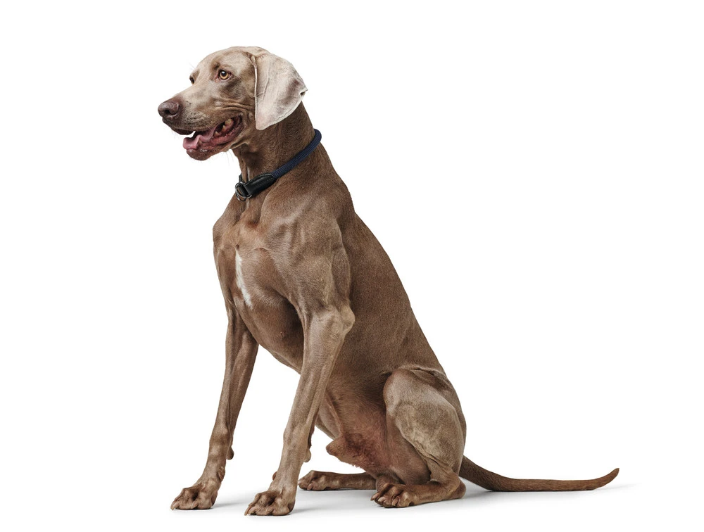 Hunter Eiby Freestyle Blå M-L - blødt hundehalsbånd i neopren